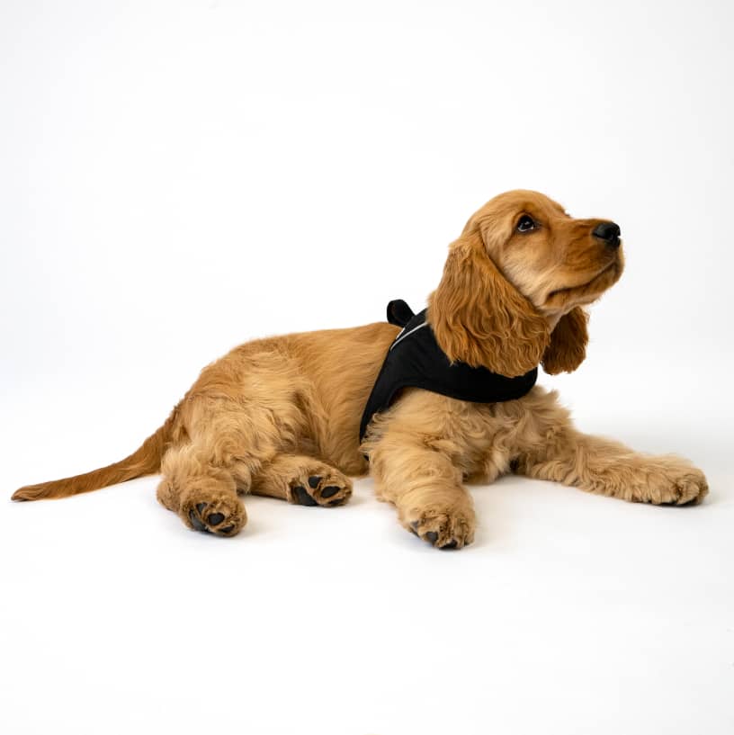 Dog Harness for walking CASU2-1