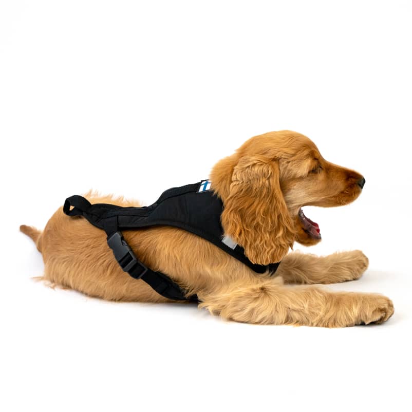 Dog Harness for hiking GOTO2-1