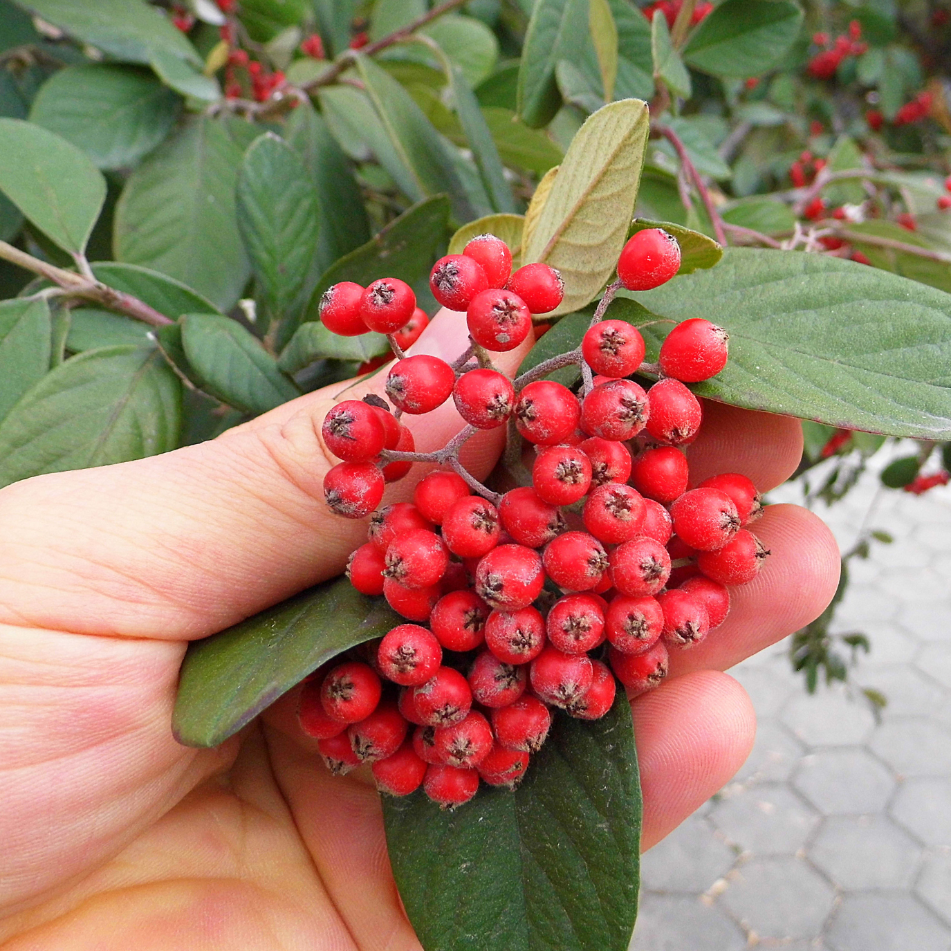 Witchy Pooh's Hawthorn Berries For Rituals to Guide The Deceased to the Afterlife and Connection to the Fairy Realm-8