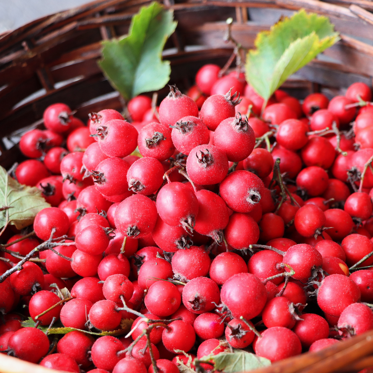 Witchy Pooh's Hawthorn Berries For Rituals to Guide The Deceased to the Afterlife and Connection to the Fairy Realm-9