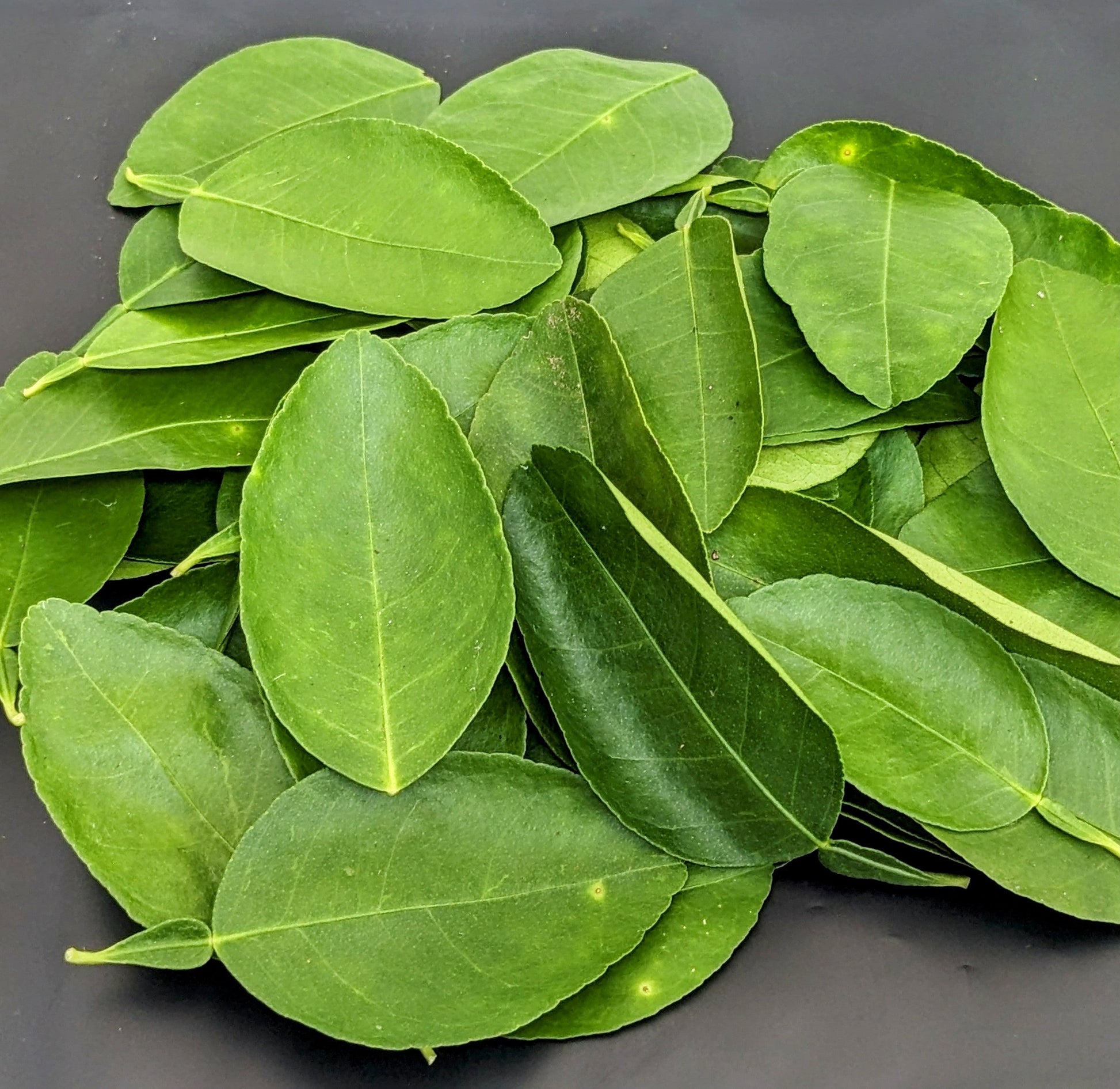 500+ Lime Leaves, Dried Lime Leaves, 100% Organic Lime leaves | Ceylon Organic-2