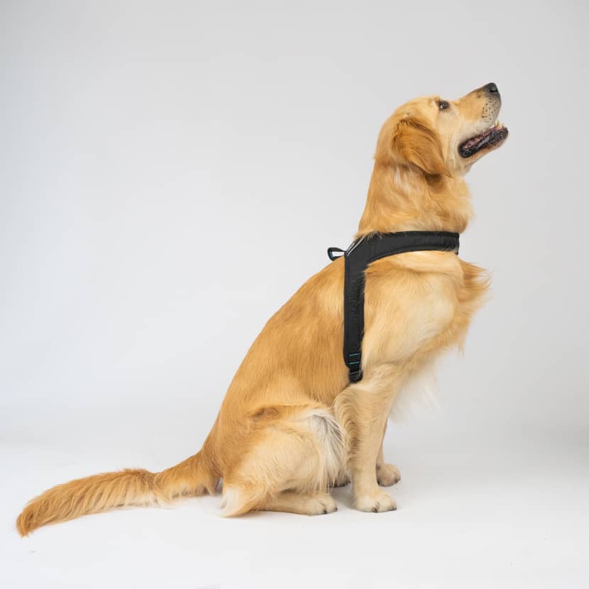 Dog Harness for walking CASU2-3