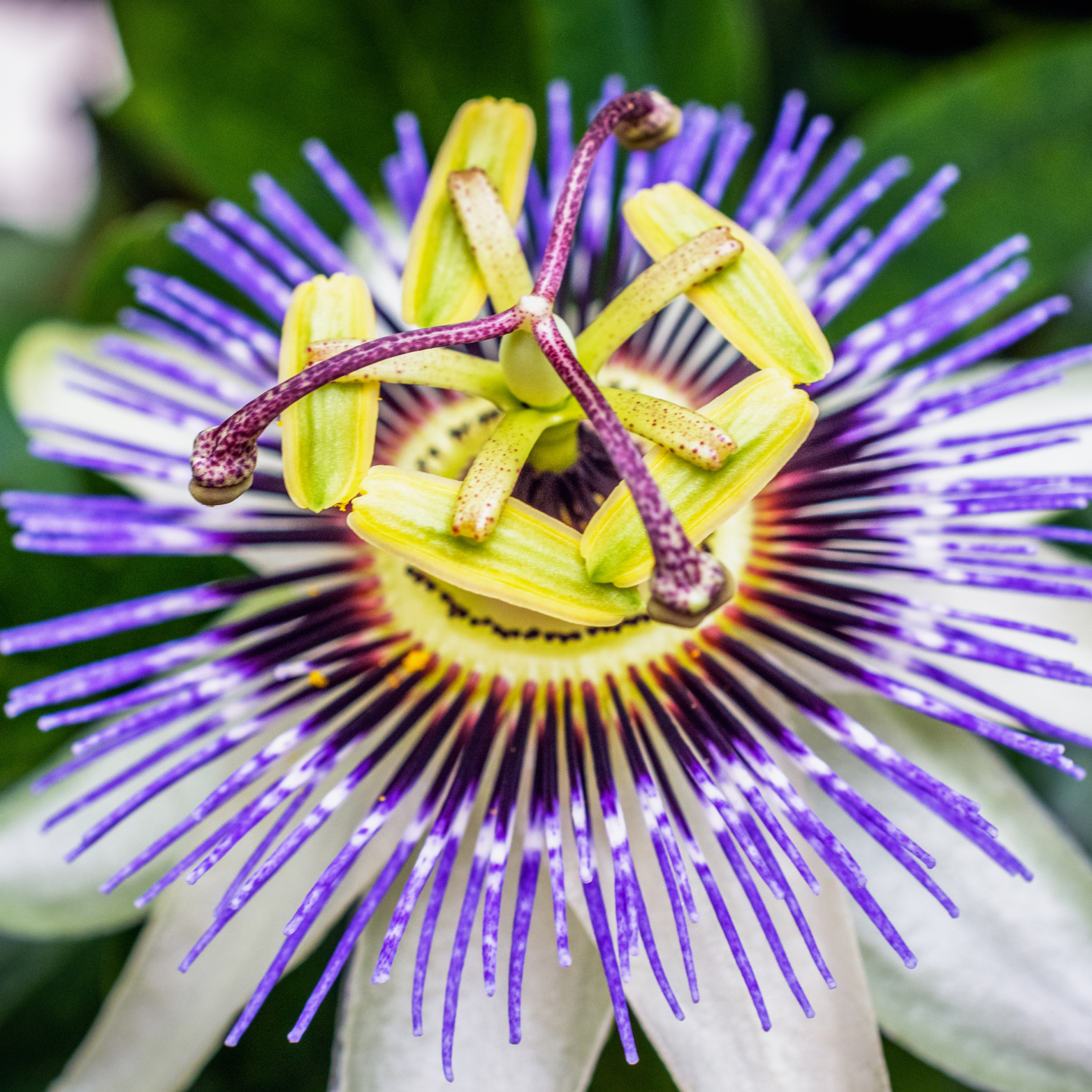 Witchy Pooh's Passion Flower Herb for Calmness, Love and Prosperity-7