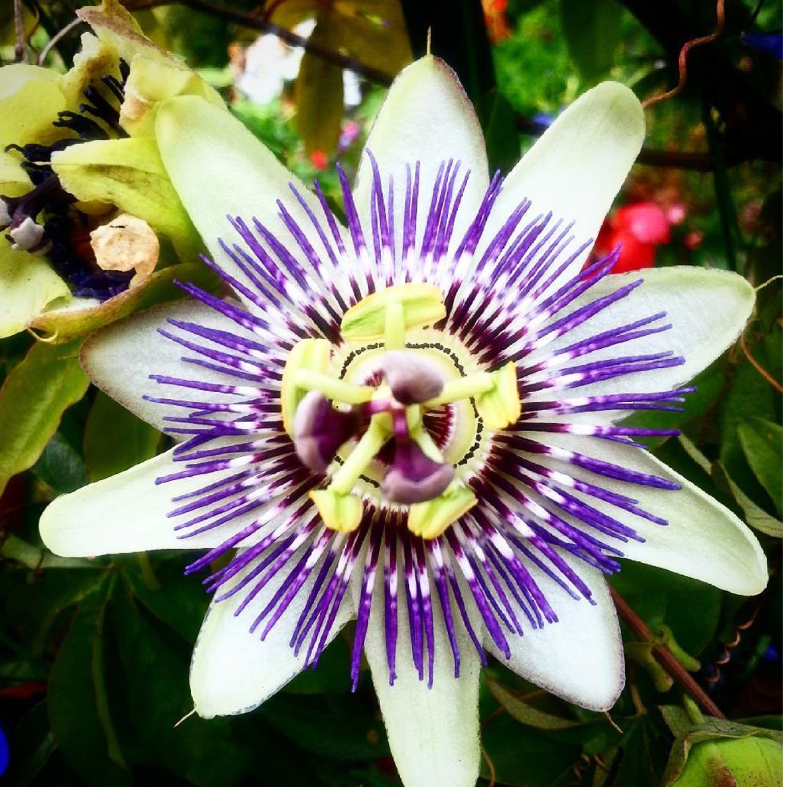 Witchy Pooh's Passion Flower Herb for Calmness, Love and Prosperity-5