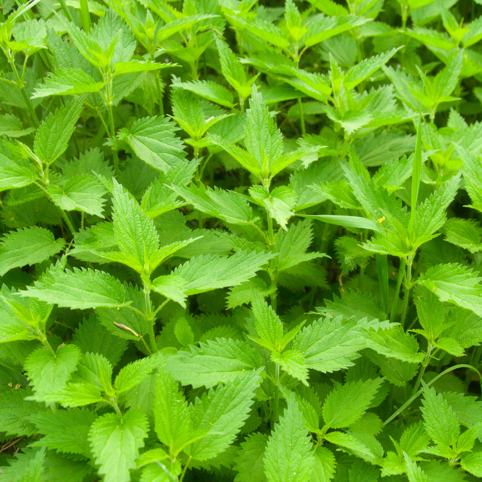 Witchy Pooh's Stinging Nettle Leaf Herb For Protection from Harm, Ward Off Evil, Reverse Curses-16