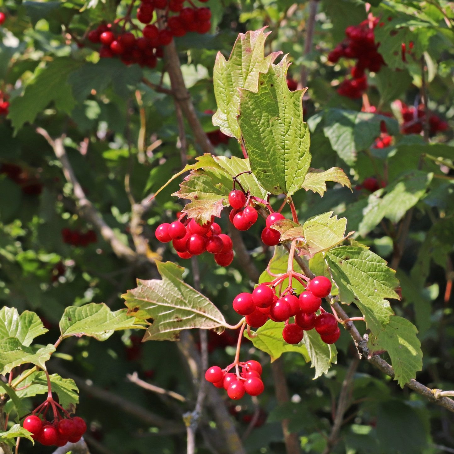 Witchy Pooh's Hawthorn Berries For Rituals to Guide The Deceased to the Afterlife and Connection to the Fairy Realm-12