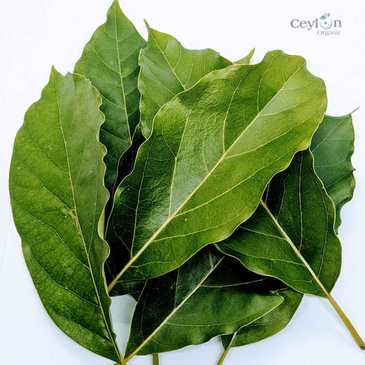 500+ Organic Dried Avocado Leaves | Herbal Tea | Ceylon Organic-0