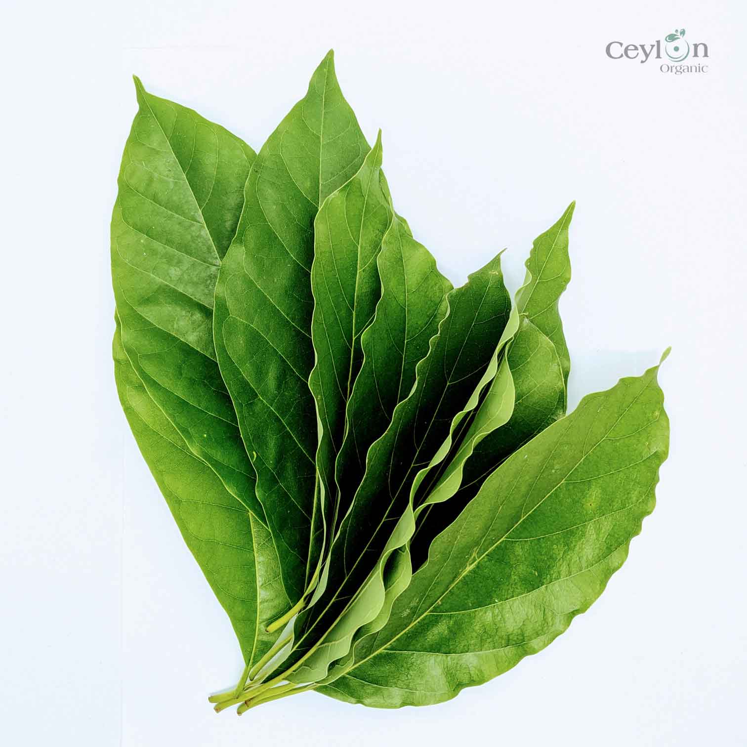 500+ Organic Dried Avocado Leaves | Herbal Tea | Ceylon Organic-1