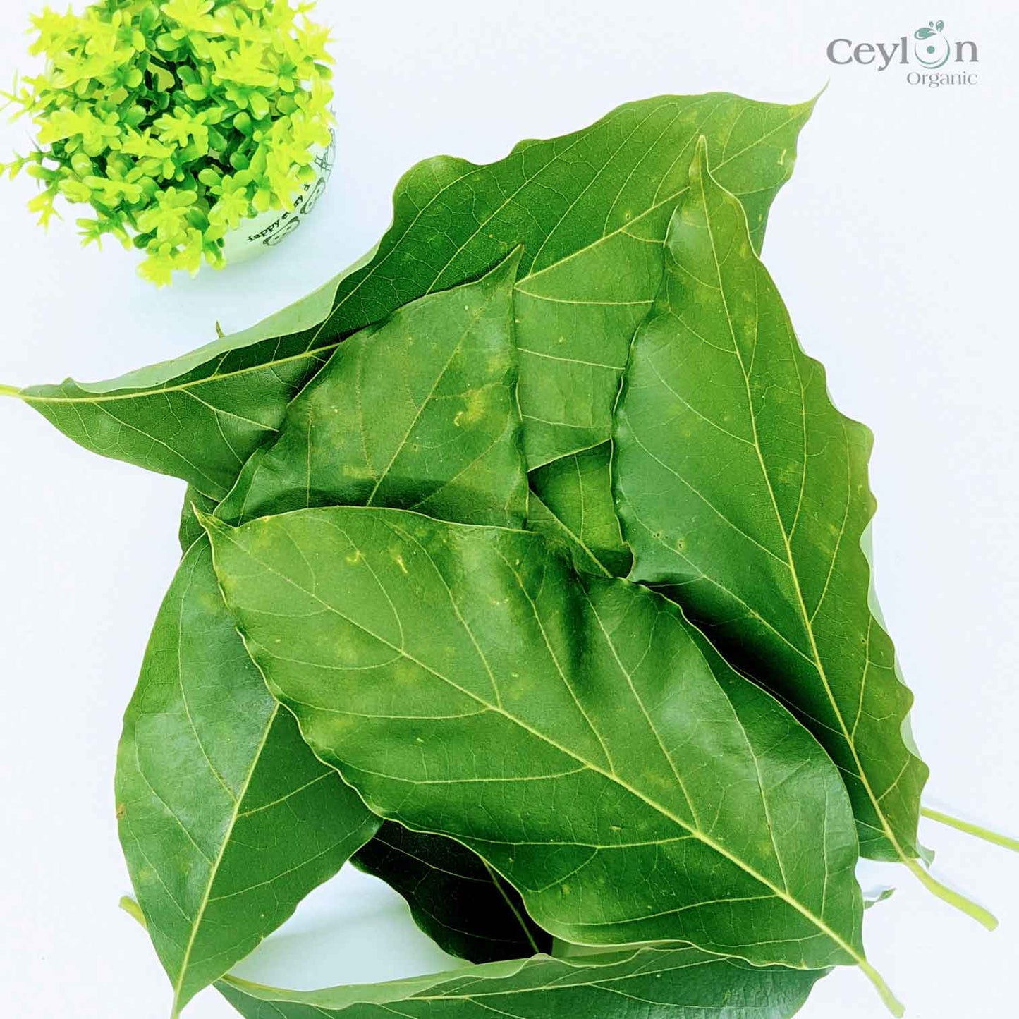 500+ Organic Dried Avocado Leaves | Herbal Tea | Ceylon Organic-5