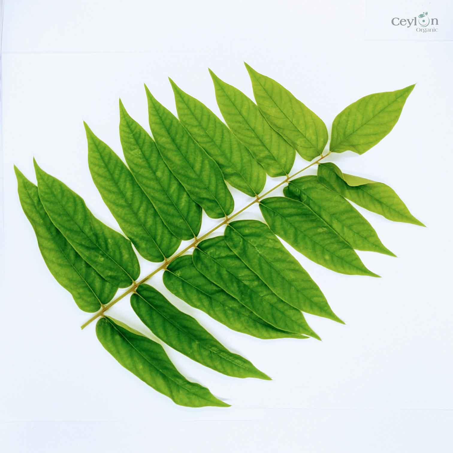 500+ Dried  Averrhoa Bilimbi Leaves, kamias leaves | ceylon organic-2