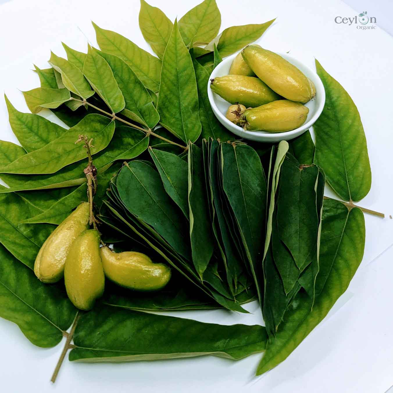 500+ Dried  Averrhoa Bilimbi Leaves, kamias leaves | ceylon organic-3