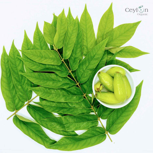 500+ Dried  Averrhoa Bilimbi Leaves, kamias leaves | ceylon organic-0