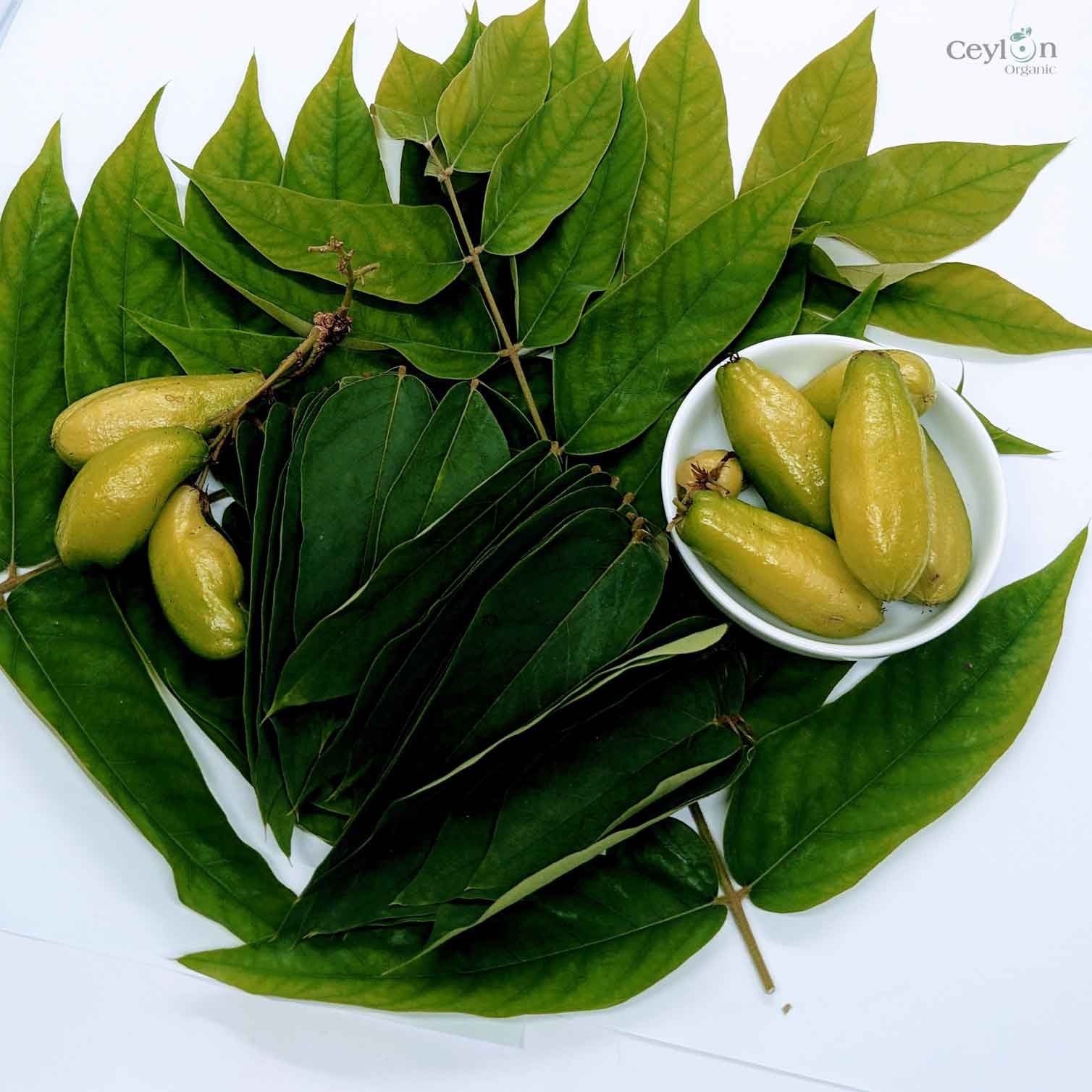 500+ Dried  Averrhoa Bilimbi Leaves, kamias leaves | ceylon organic-4