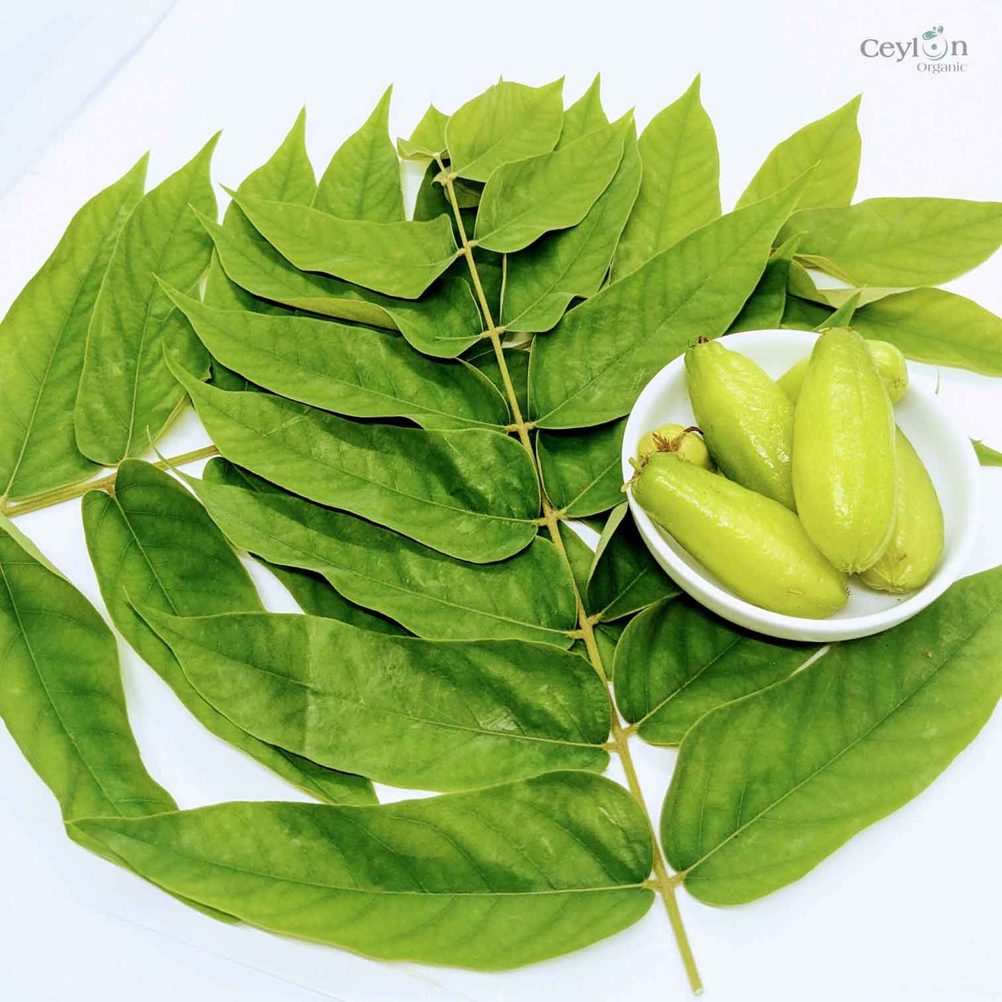 500+ Dried  Averrhoa Bilimbi Leaves, kamias leaves | ceylon organic-5