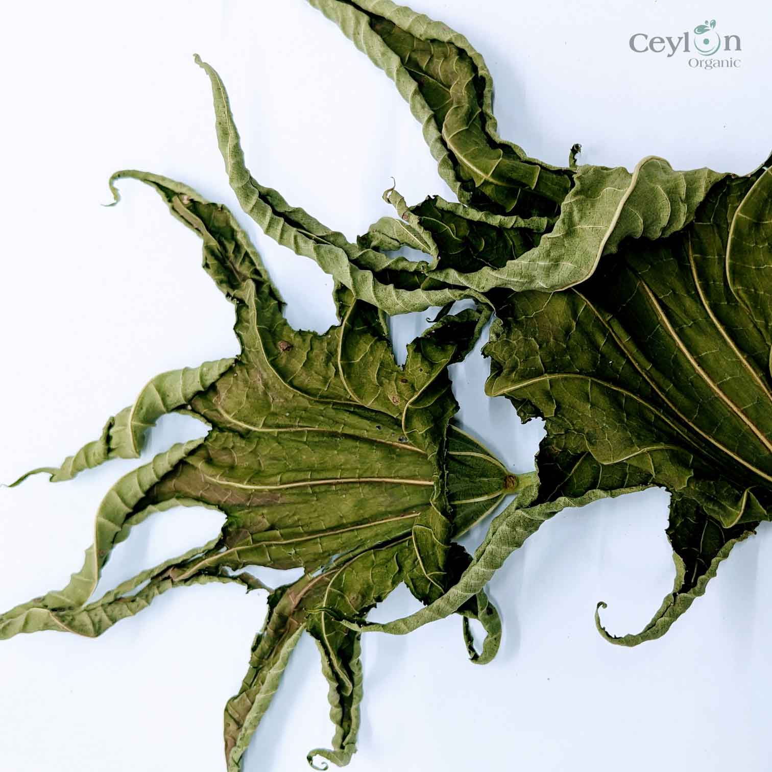 200+ Castor Leaves, Dried Castor Leaves, Castorbean, Castor oil plant leaves | Ceylon Organic-2