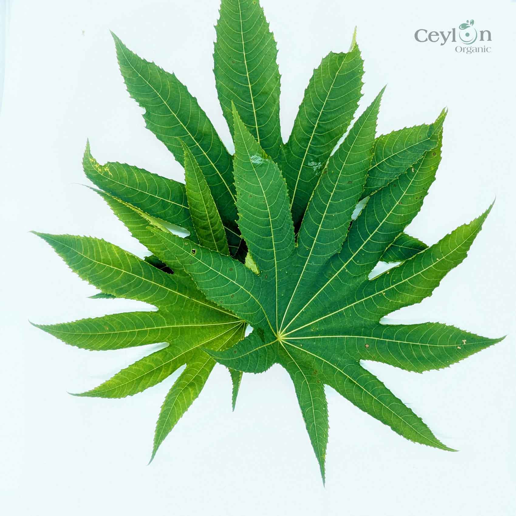 200+ Castor Leaves, Dried Castor Leaves, Castorbean, Castor oil plant leaves | Ceylon Organic-0