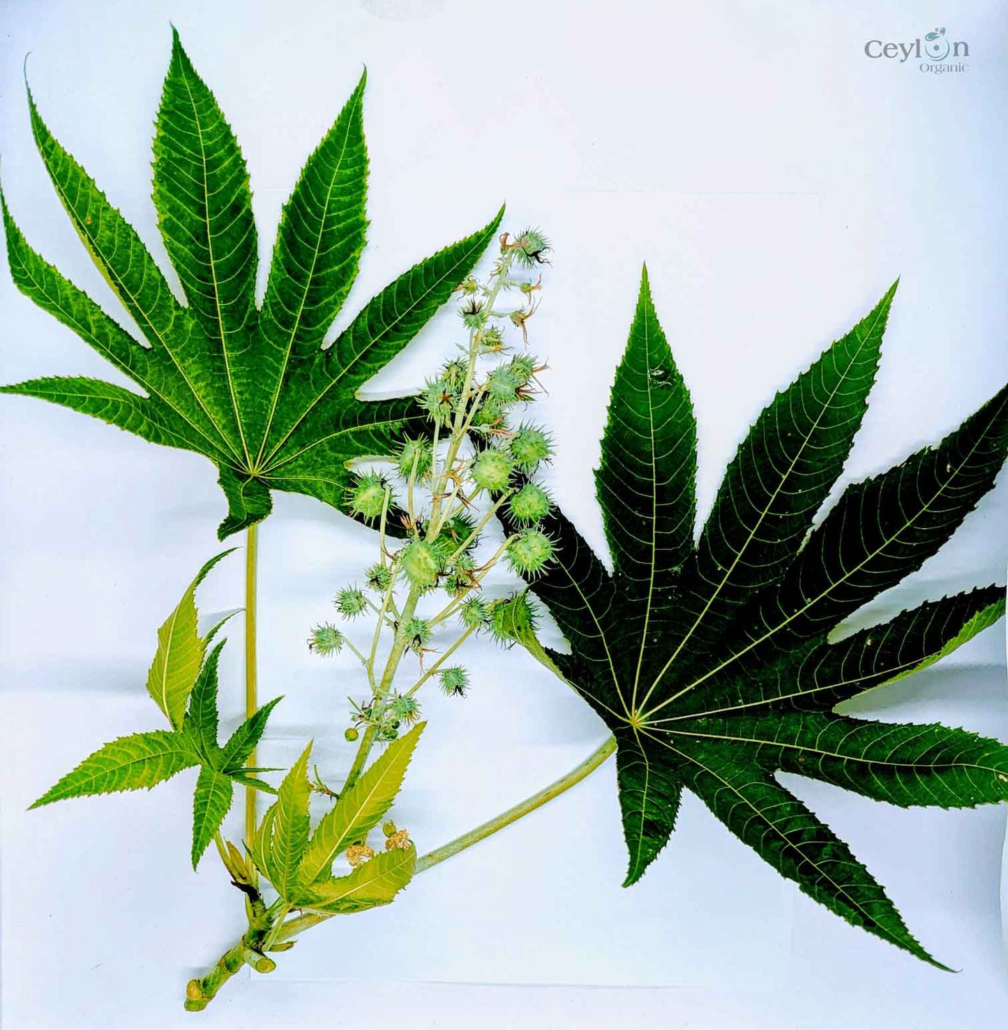 200+ Castor Leaves, Dried Castor Leaves, Castorbean, Castor oil plant leaves | Ceylon Organic-1