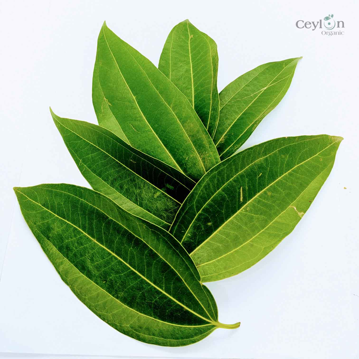 500+ Organic Cinnamon Leaves,Dried Cinnamon Leaves | ceylon organic-4