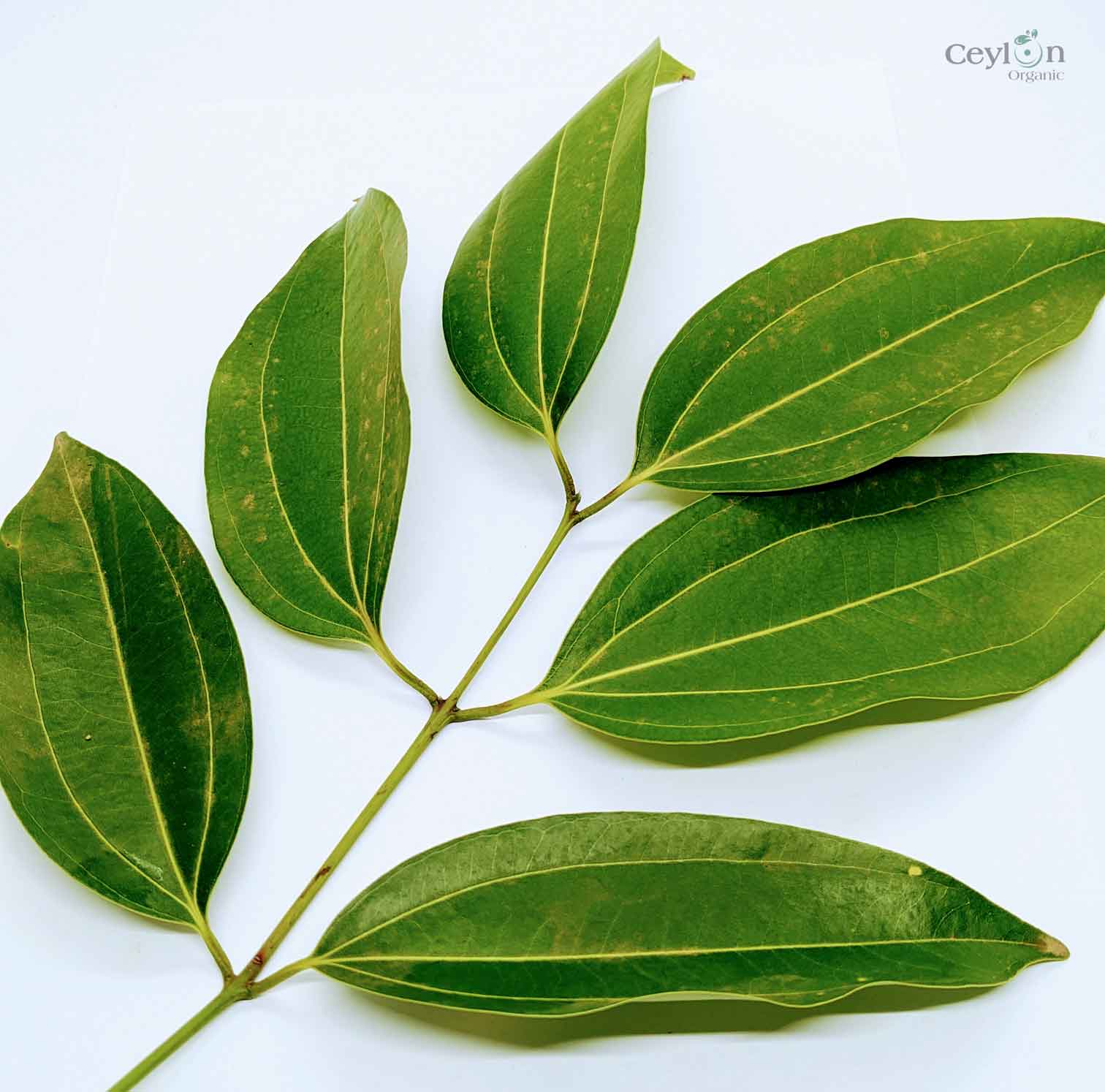 500+ Organic Cinnamon Leaves,Dried Cinnamon Leaves | ceylon organic-2