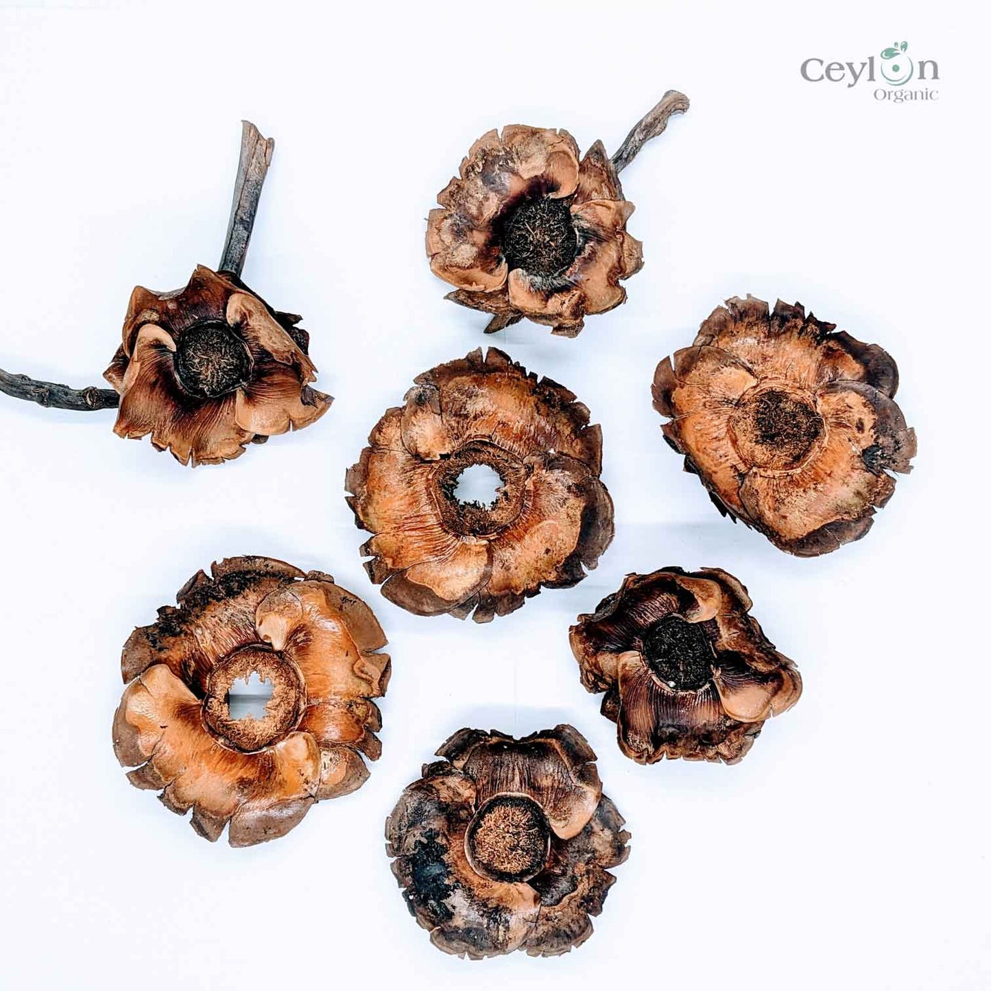 Dried Coconut flowers for your craft projects and aquarium, 100% Naturally dried |  Ceylon Organic-1