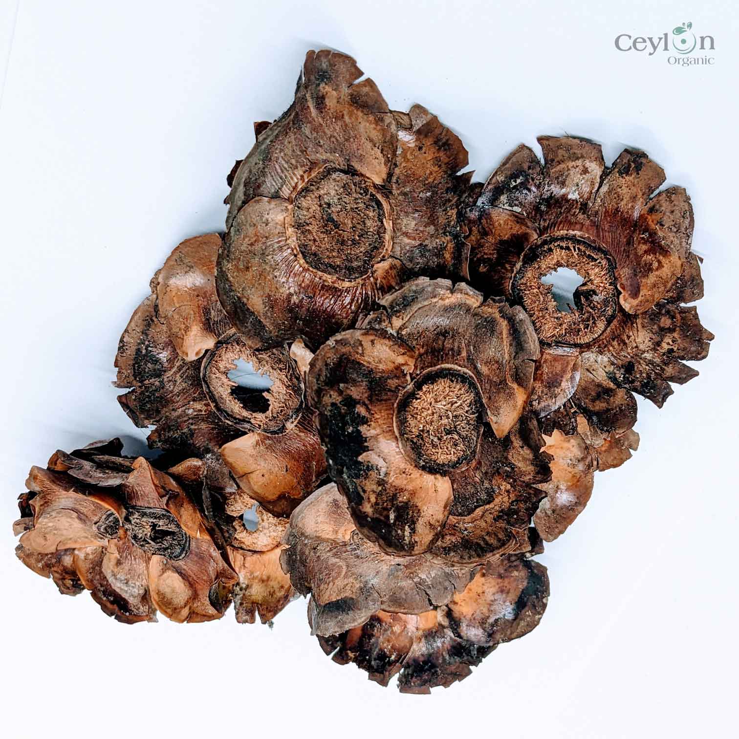 Dried Coconut flowers for your craft projects and aquarium, 100% Naturally dried |  Ceylon Organic-2