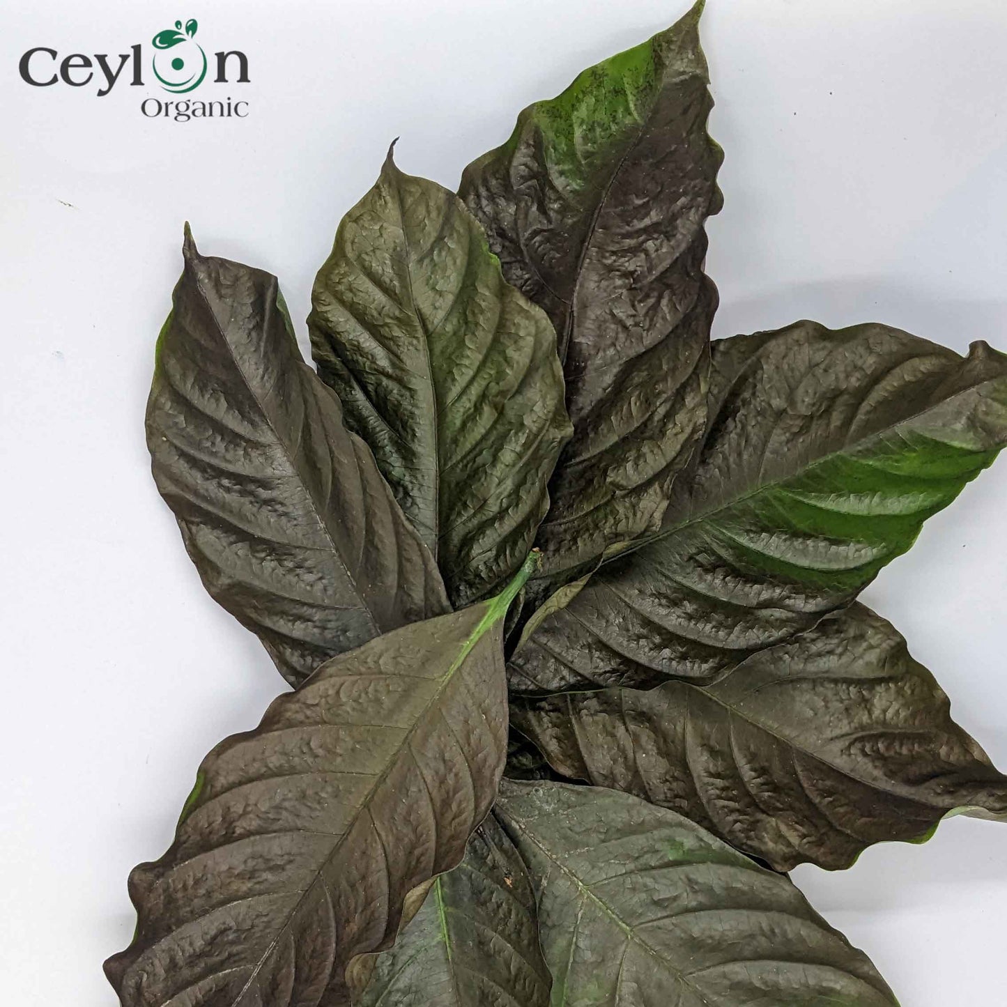 Coffee Leaves, coffee genus, Dried Kaffee Leaves,Herbal Tea, Dried Coffee Leaf Tea |  Ceylon Organic-1
