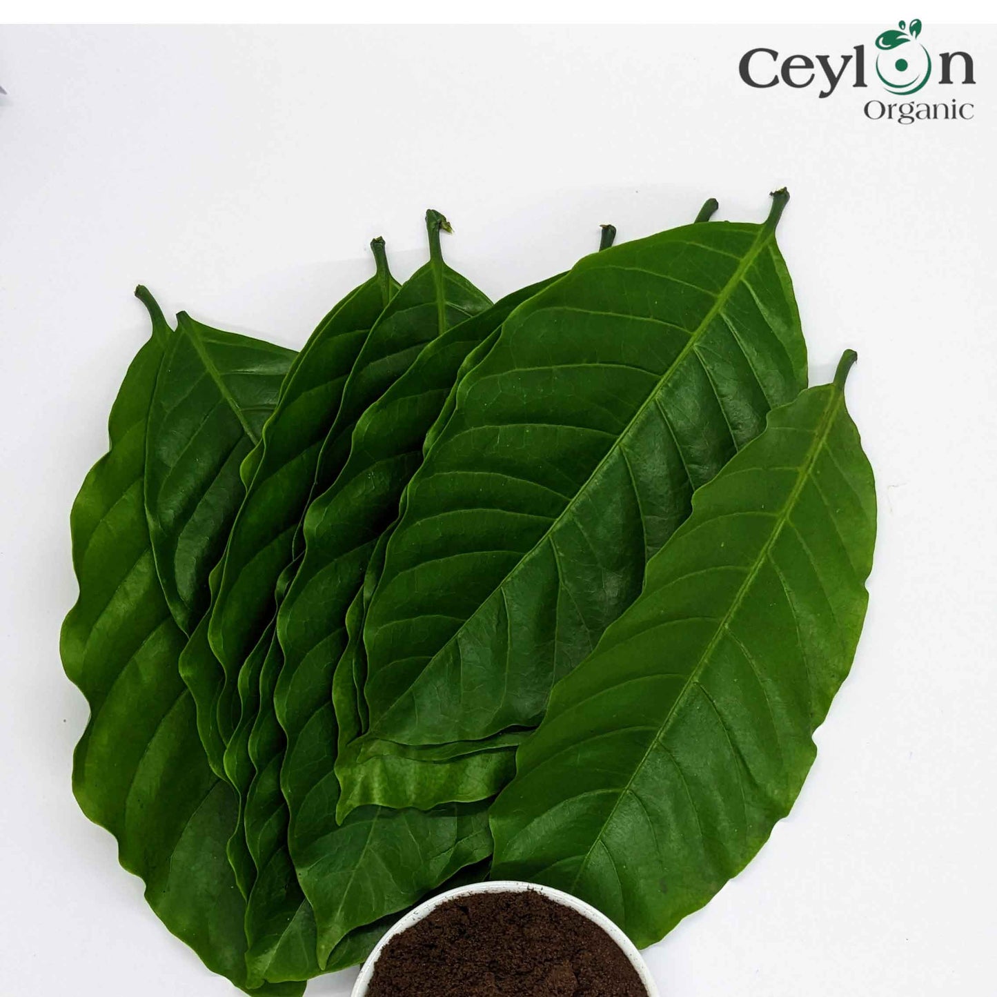 Coffee Leaves, coffee genus, Dried Kaffee Leaves,Herbal Tea, Dried Coffee Leaf Tea |  Ceylon Organic-0