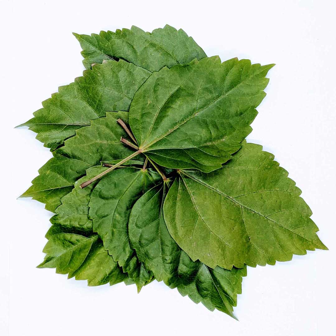 500+ Dried Hibiscus Leaves - Caffeine-Free Herbal Tea, Natural Antioxidant Boost | Ceylon Organic-0