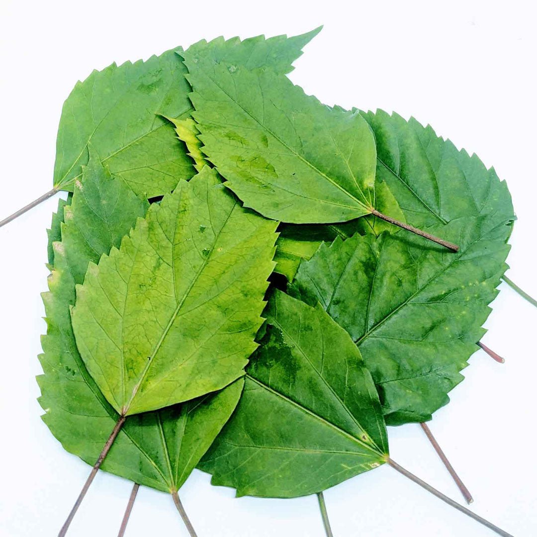 500+ Dried Hibiscus Leaves - Caffeine-Free Herbal Tea, Natural Antioxidant Boost | Ceylon Organic-3
