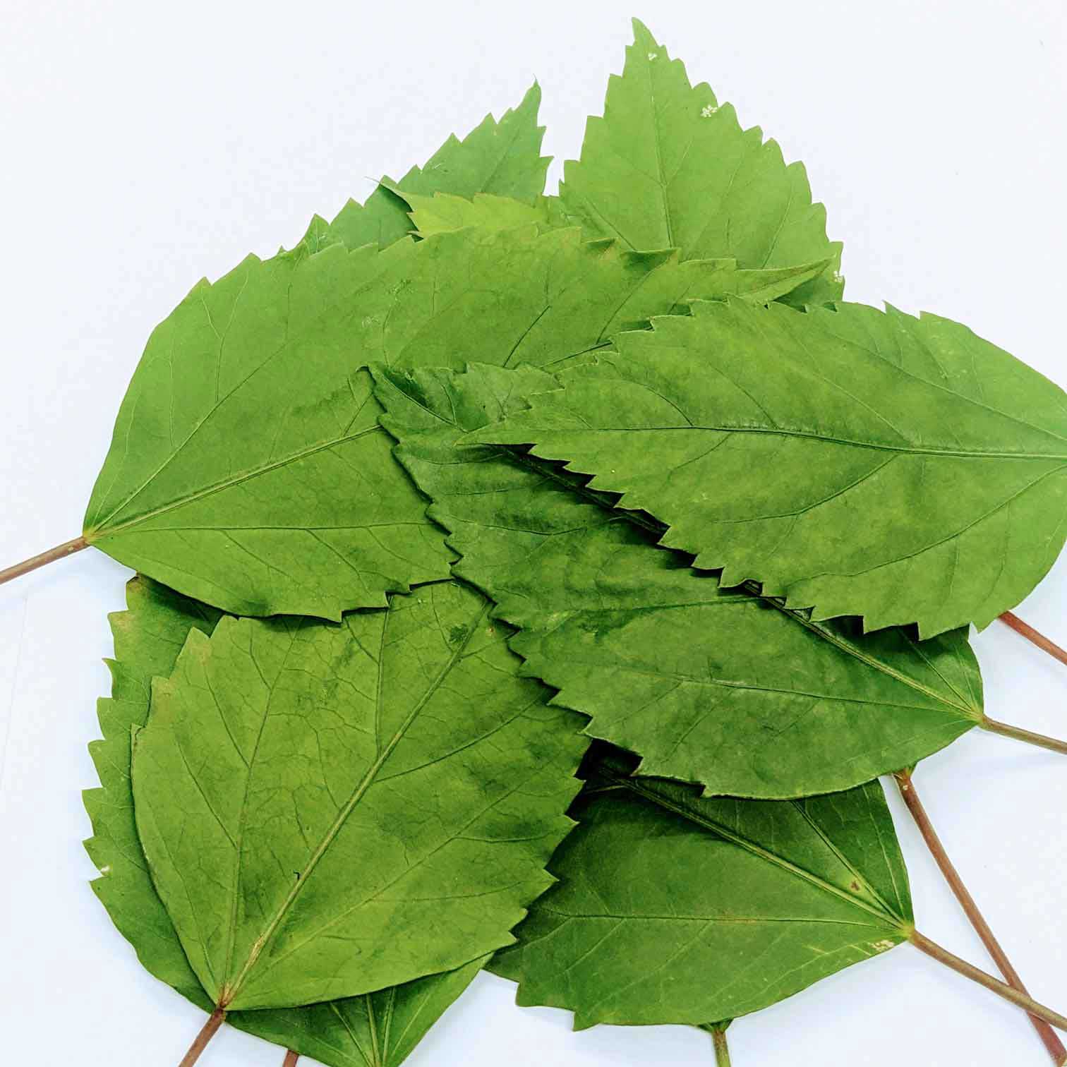 500+ Dried Hibiscus Leaves - Caffeine-Free Herbal Tea, Natural Antioxidant Boost | Ceylon Organic-4