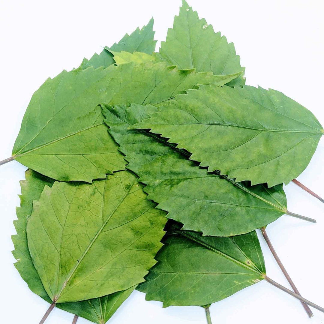 500+ Dried Hibiscus Leaves - Caffeine-Free Herbal Tea, Natural Antioxidant Boost | Ceylon Organic-5