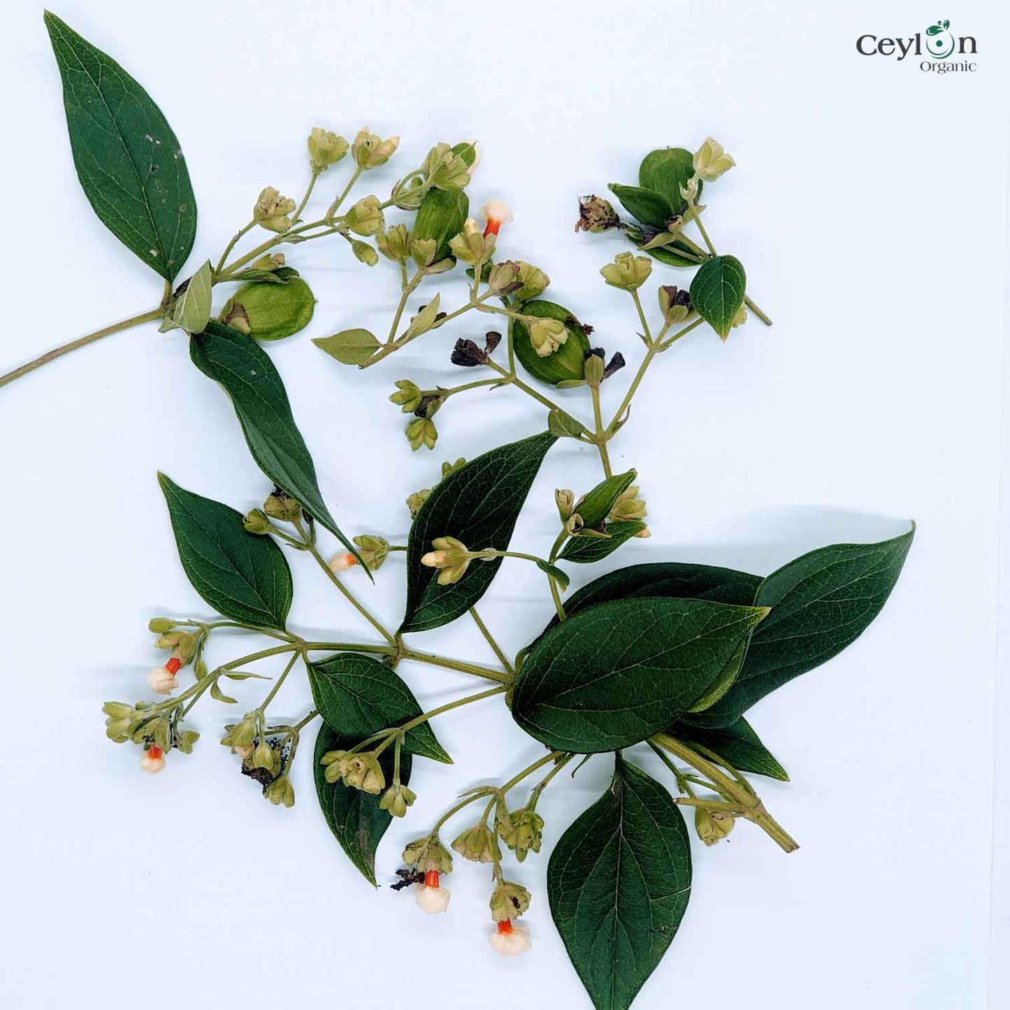 50+ Dried Night Jasmine Seeds, Nyctanthes Arbor-tristis, Night Jasmine, Coral Jasmine | Ceylon Organic-4