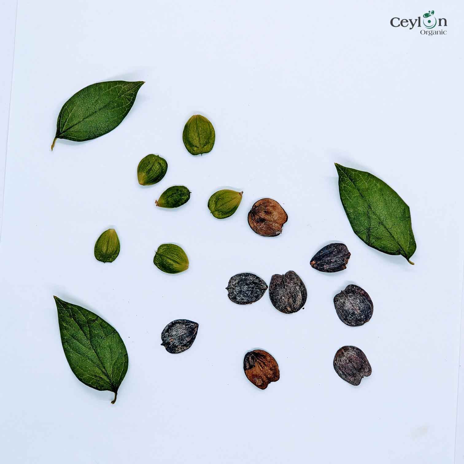 50+ Dried Night Jasmine Seeds, Nyctanthes Arbor-tristis, Night Jasmine, Coral Jasmine | Ceylon Organic-5