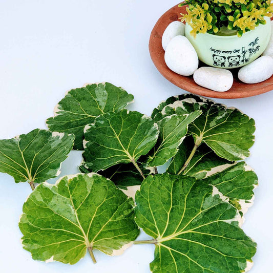 Natural Sun Dried Polyscias Scutellaria Leaves ,Koppa Kola Mangkokan Leaves Herbal Tea | Ceylon Organic-0