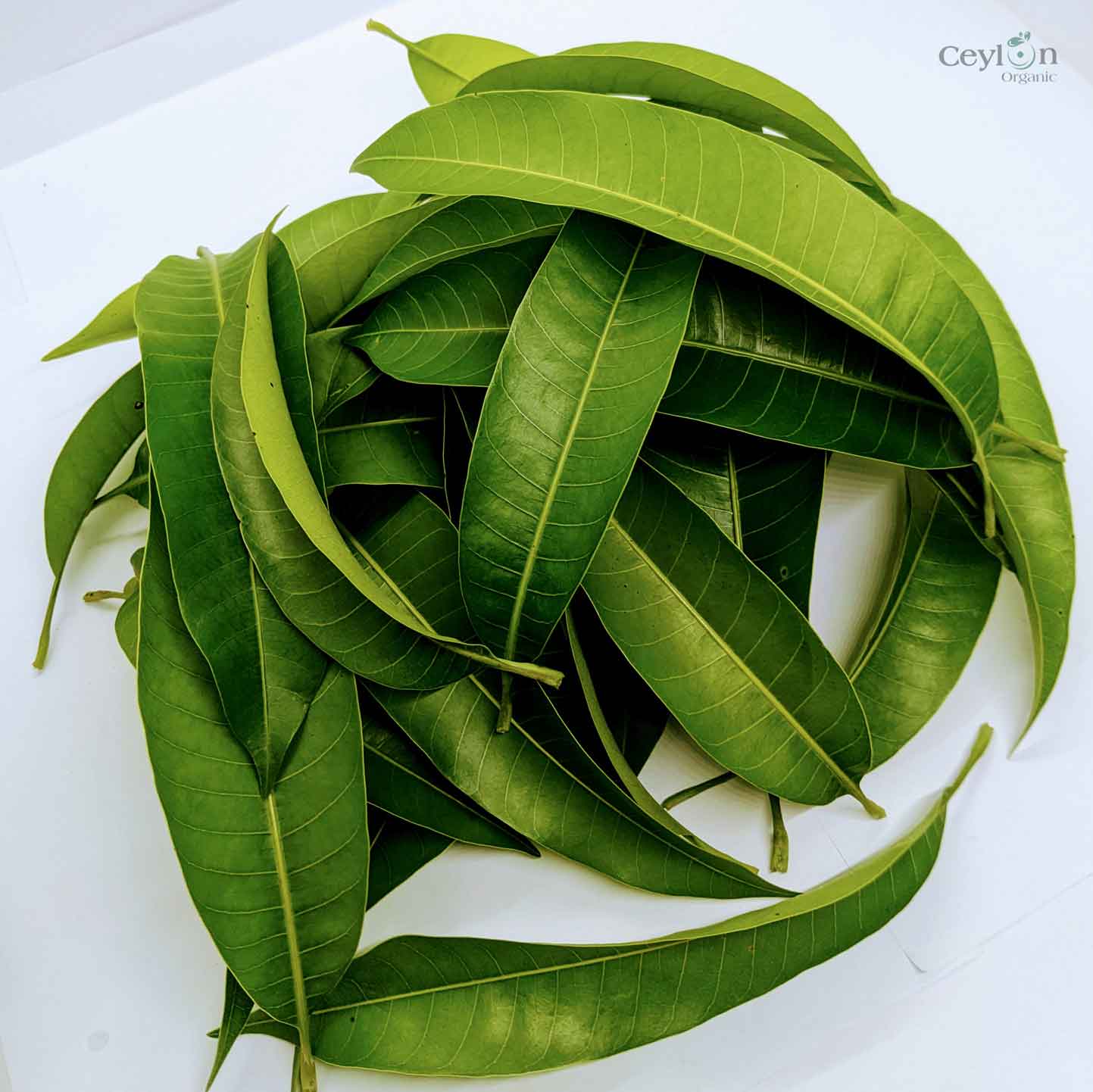 500+ Mango Leaves,Dried Mango Leaves, 100% Organic Dried Mango Leaves | Ceylon organic-1