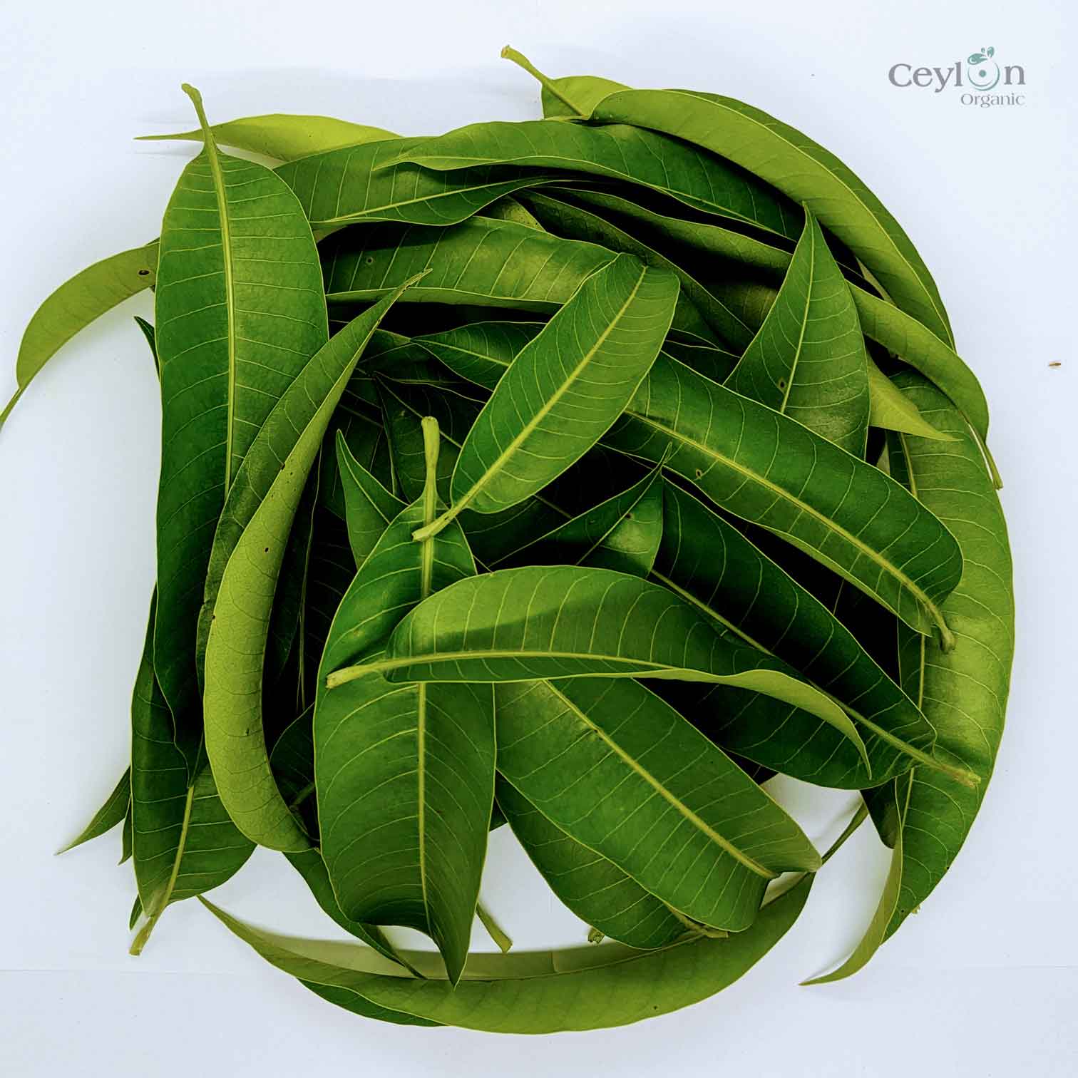 500+ Mango Leaves,Dried Mango Leaves, 100% Organic Dried Mango Leaves | Ceylon organic-3