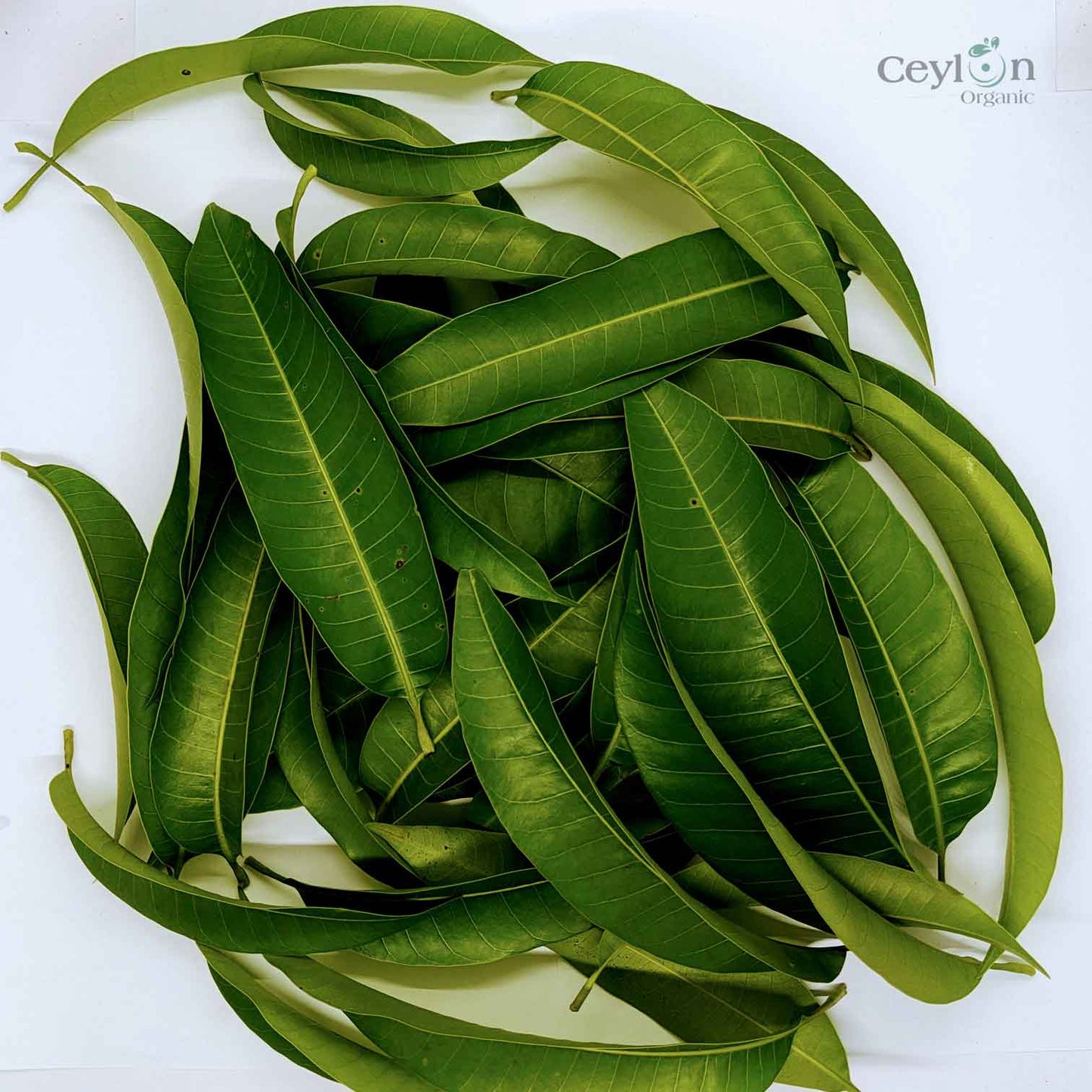 500+ Mango Leaves,Dried Mango Leaves, 100% Organic Dried Mango Leaves | Ceylon organic-5