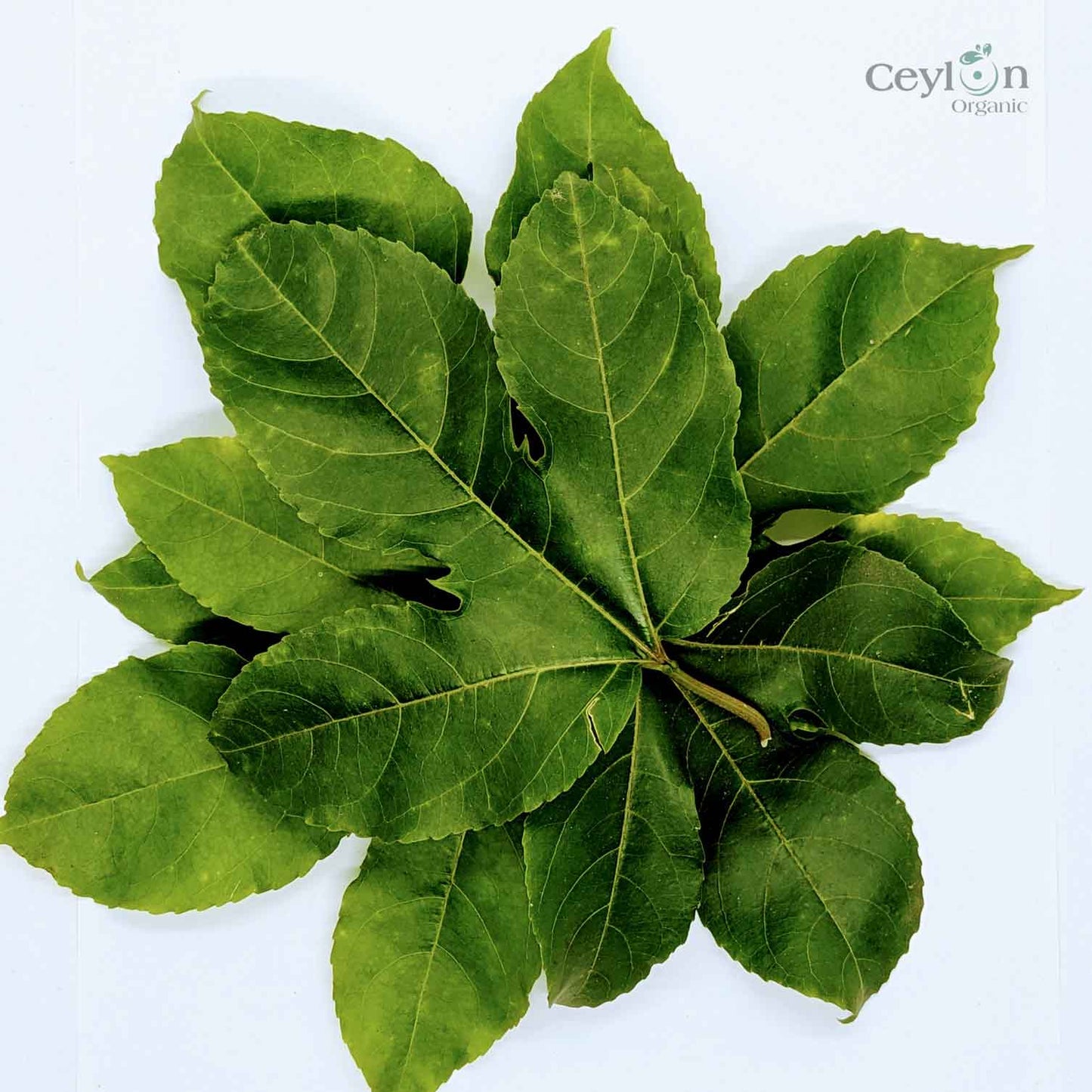 500+ Passion Fruit,Dried Passion Fruit Leaves,Dried Natural Passion Fruit Leaves | Ceylon organic-2
