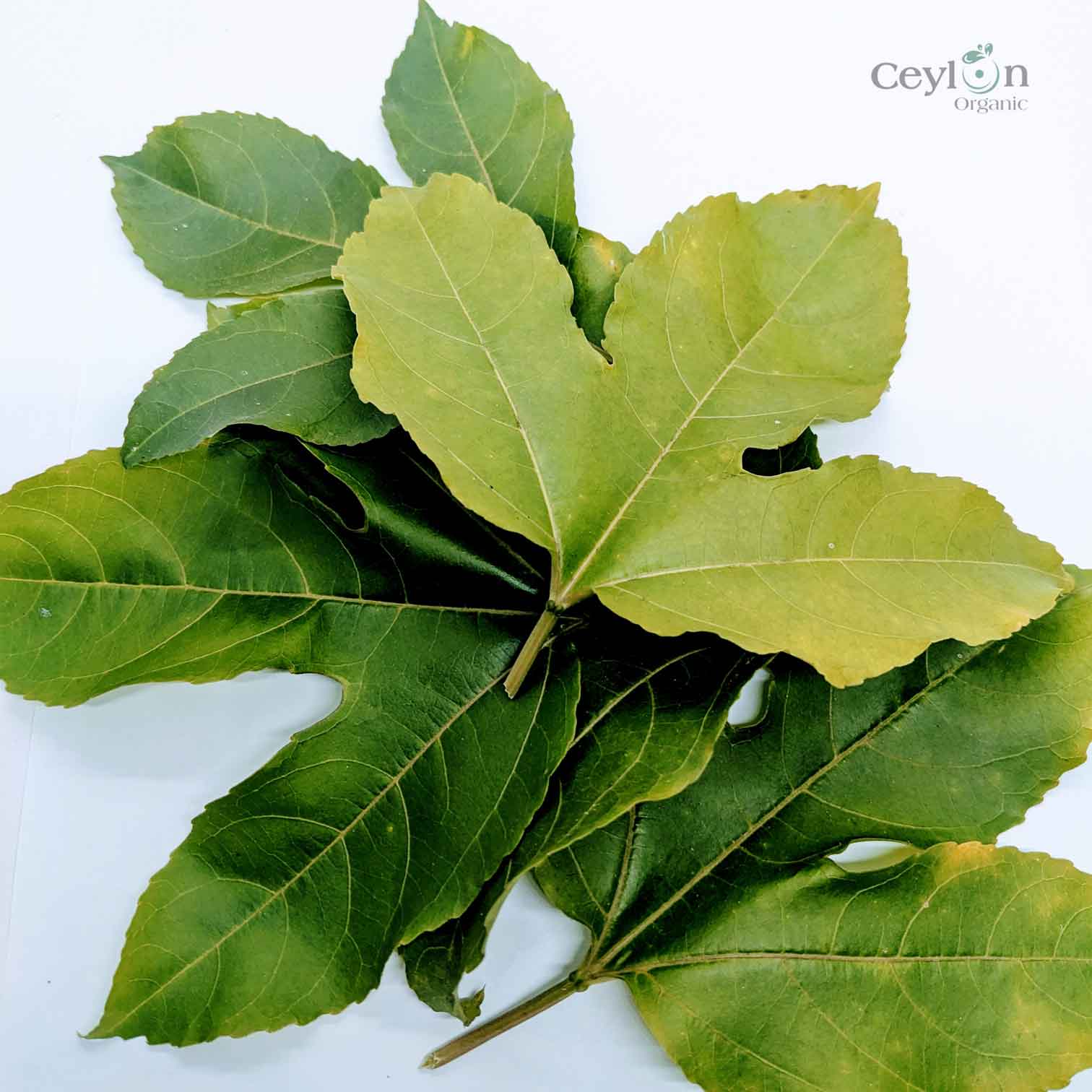500+ Passion Fruit,Dried Passion Fruit Leaves,Dried Natural Passion Fruit Leaves | Ceylon organic-4