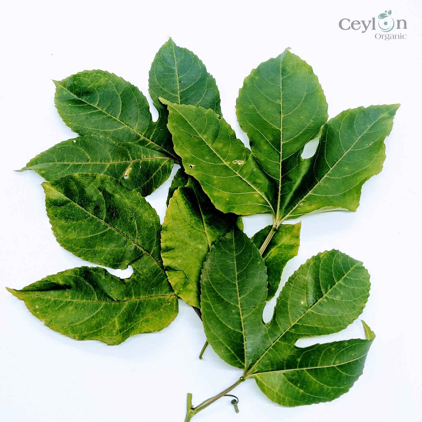 500+ Passion Fruit,Dried Passion Fruit Leaves,Dried Natural Passion Fruit Leaves | Ceylon organic-0