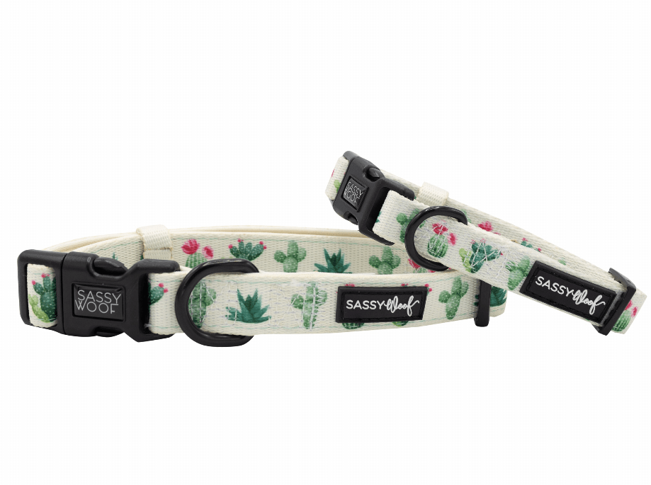 🐶 Sassy Woof "Plant"astic Eco Dog Collar 🌿-111