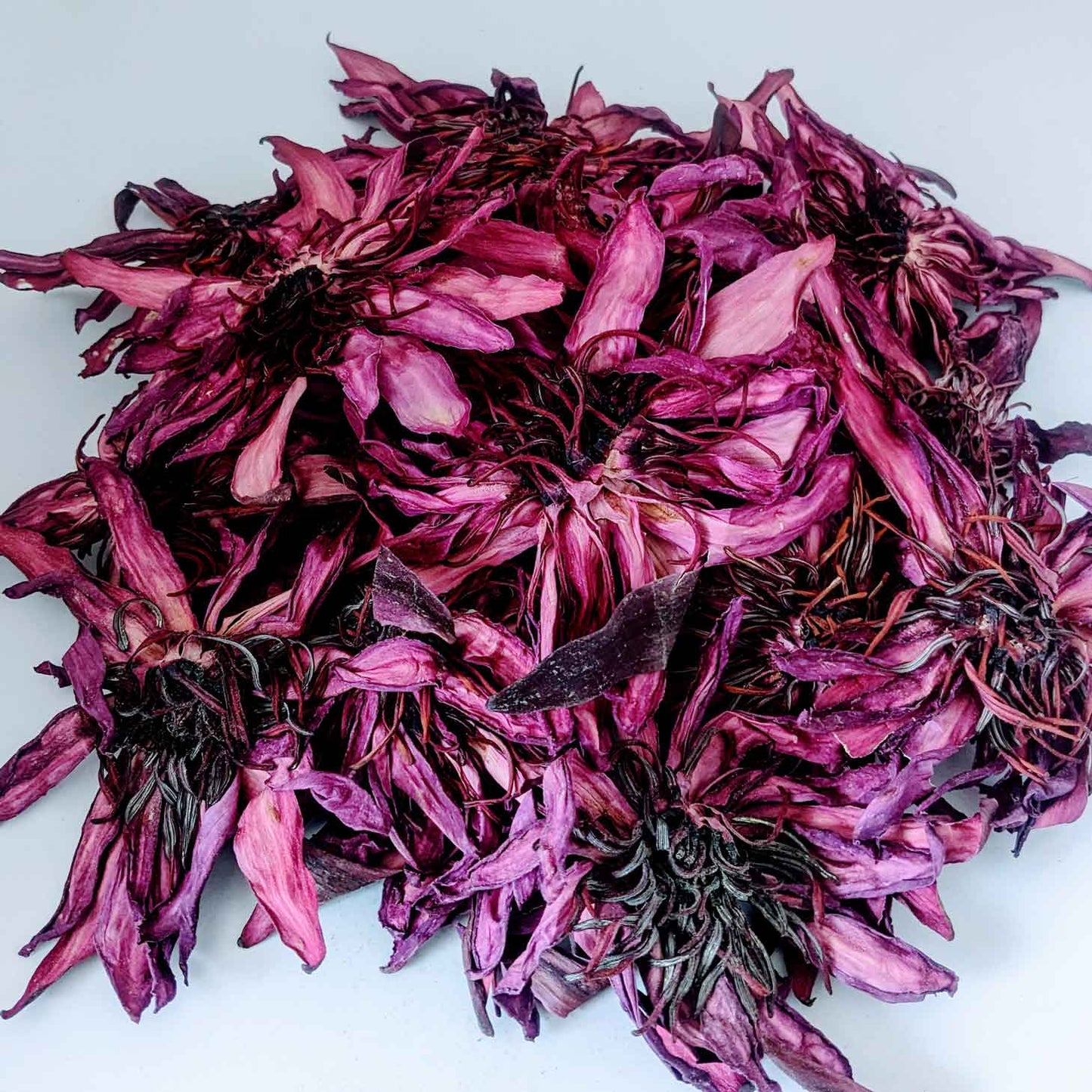 Dried Ceylon Natural Red Lotus flowers,Nymphaea Rubra Flowers, Red water lily flowers Herbal Tea | Ceylon Organic-4