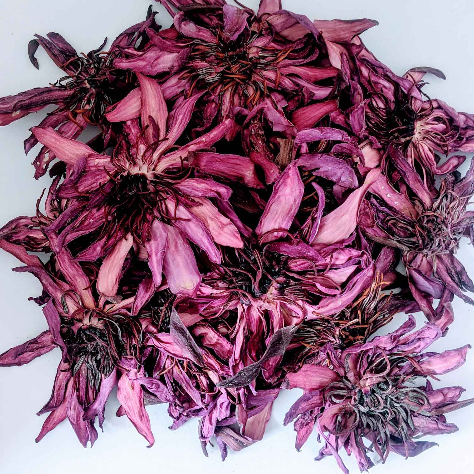 Dried Ceylon Natural Red Lotus flowers,Nymphaea Rubra Flowers, Red water lily flowers Herbal Tea | Ceylon Organic-5