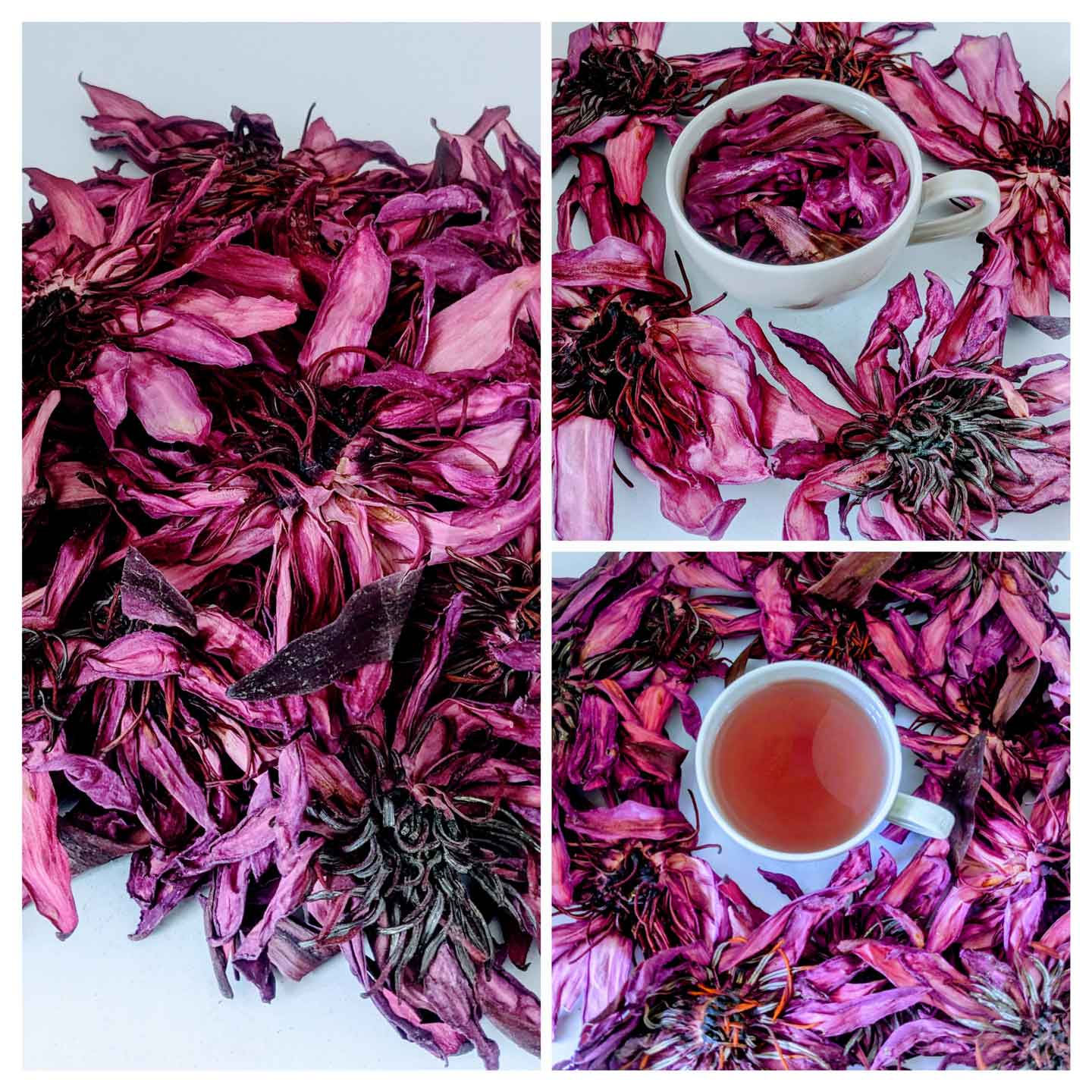Dried Ceylon Natural Red Lotus flowers,Nymphaea Rubra Flowers, Red water lily flowers Herbal Tea | Ceylon Organic-1