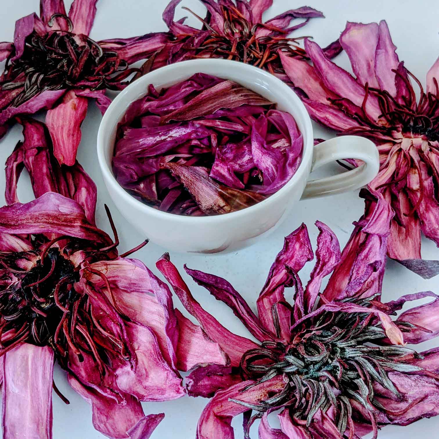 Dried Ceylon Natural Red Lotus flowers,Nymphaea Rubra Flowers, Red water lily flowers Herbal Tea | Ceylon Organic-6