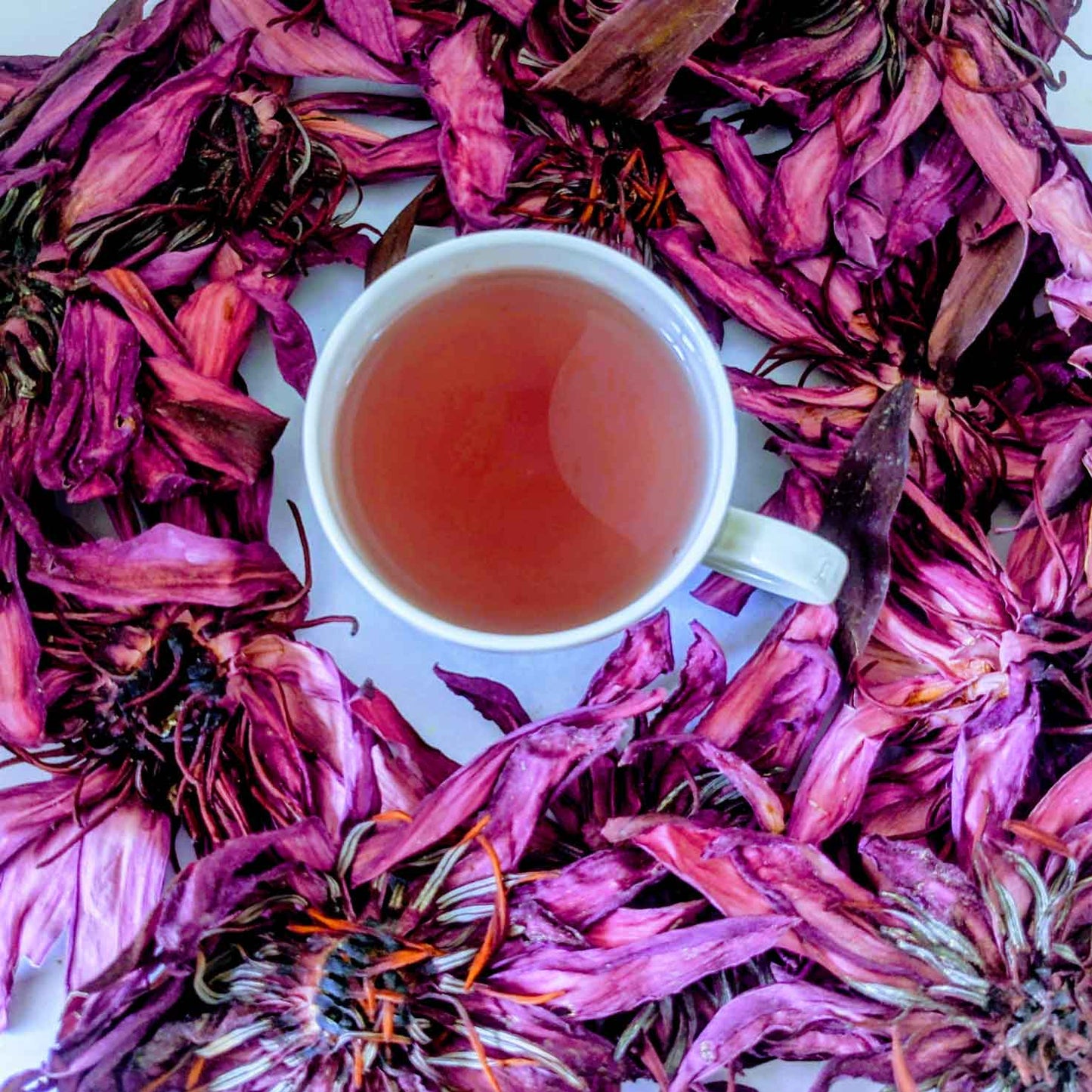 Dried Ceylon Natural Red Lotus flowers,Nymphaea Rubra Flowers, Red water lily flowers Herbal Tea | Ceylon Organic-2