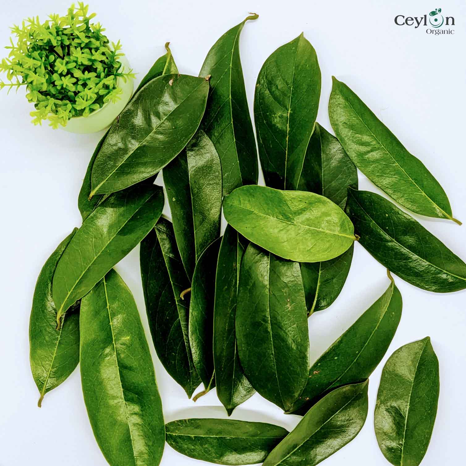 500+ Soursop Leaves, Dried Soursop Leaves Organic, Guanabana, Graviola, Annona Muricata | Ceylon Organic-4