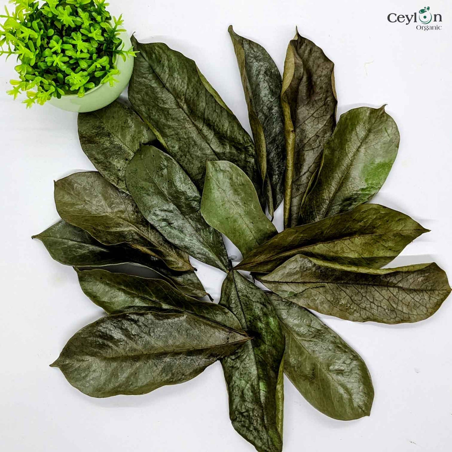 500+ Soursop Leaves, Dried Soursop Leaves Organic, Guanabana, Graviola, Annona Muricata | Ceylon Organic-6