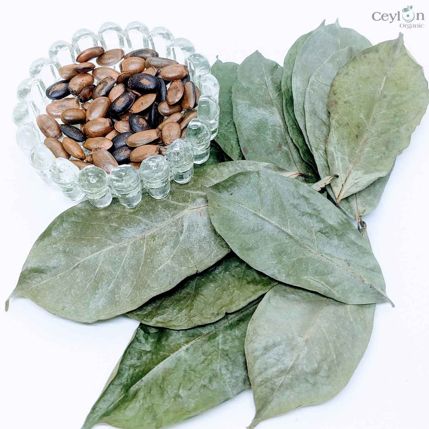 100+ Soursop seeds, Custard Apple Seeds, Annona Muricata, Guanabana Seeds for planting | Ceylon Organic-7