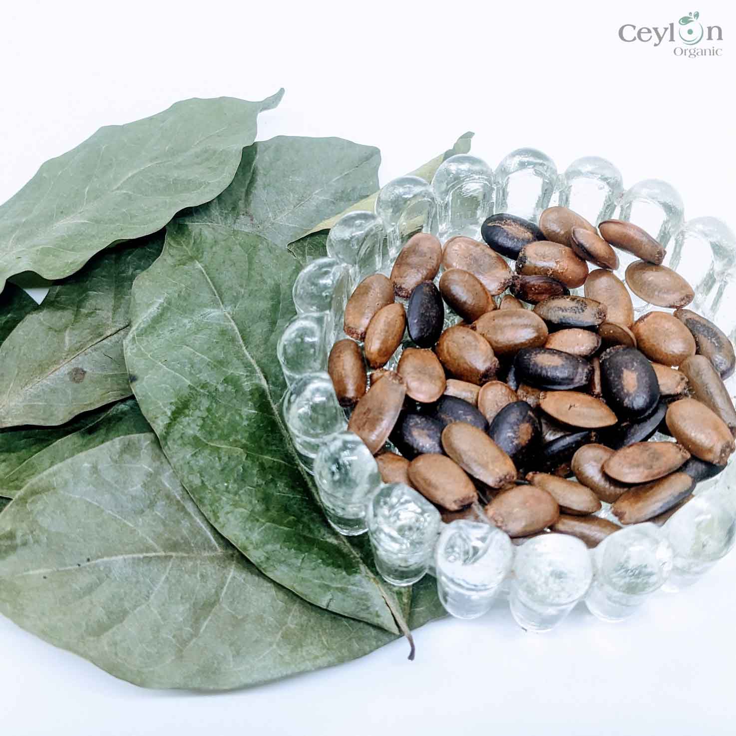 100+ Soursop seeds, Custard Apple Seeds, Annona Muricata, Guanabana Seeds for planting | Ceylon Organic-8